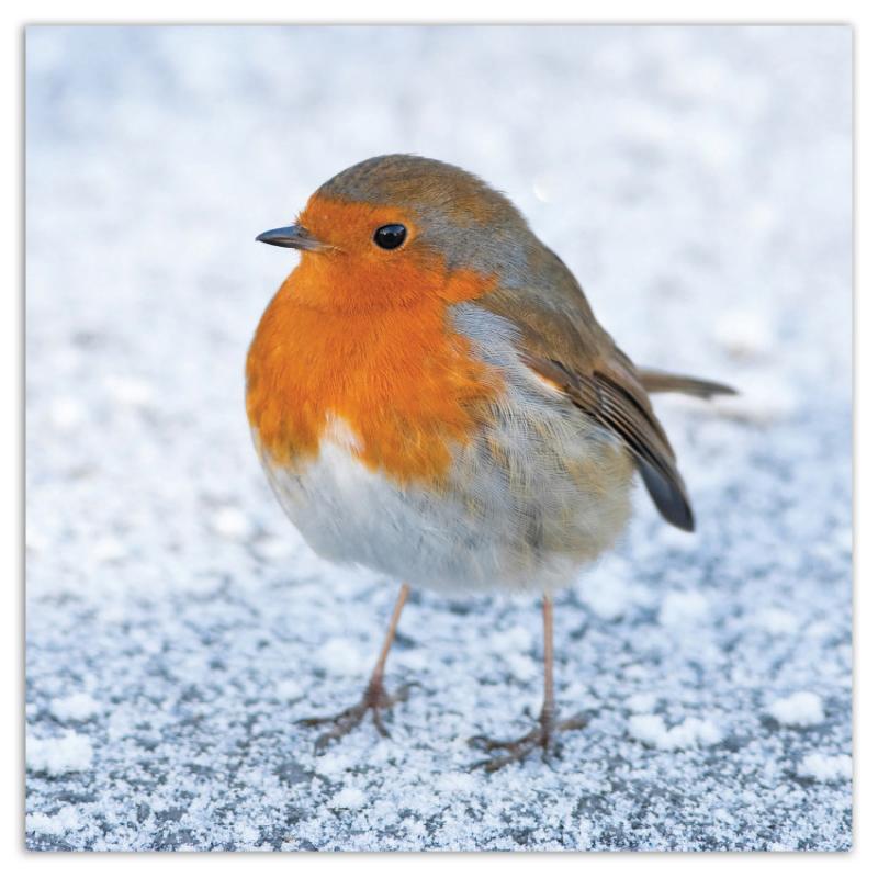 Frosty Robin