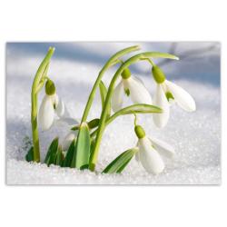 Snowdrops